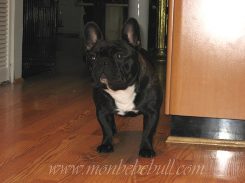 Frenchie @ monbebebull.com.jpg